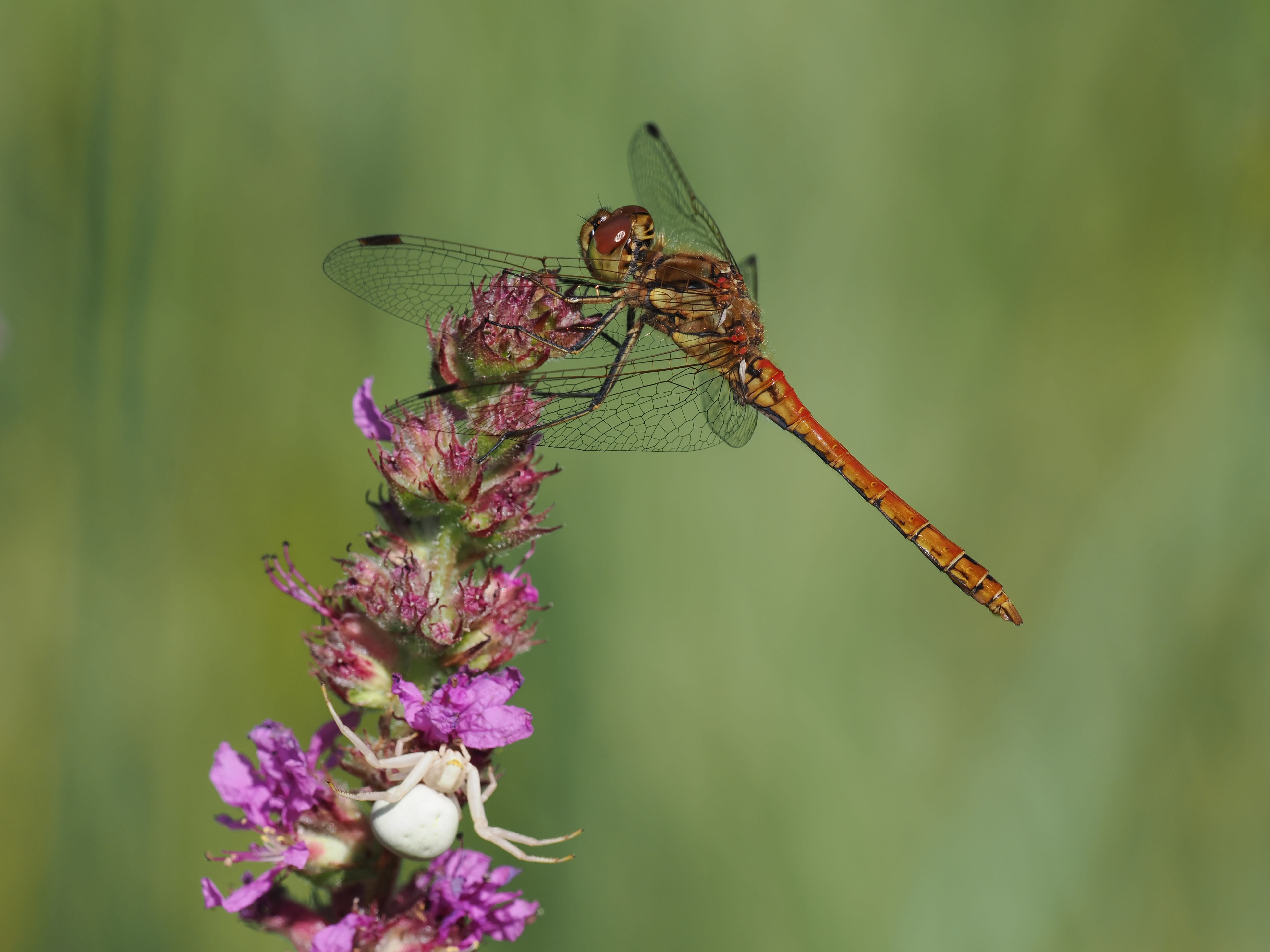 Image from Sympetrum vulgatum album