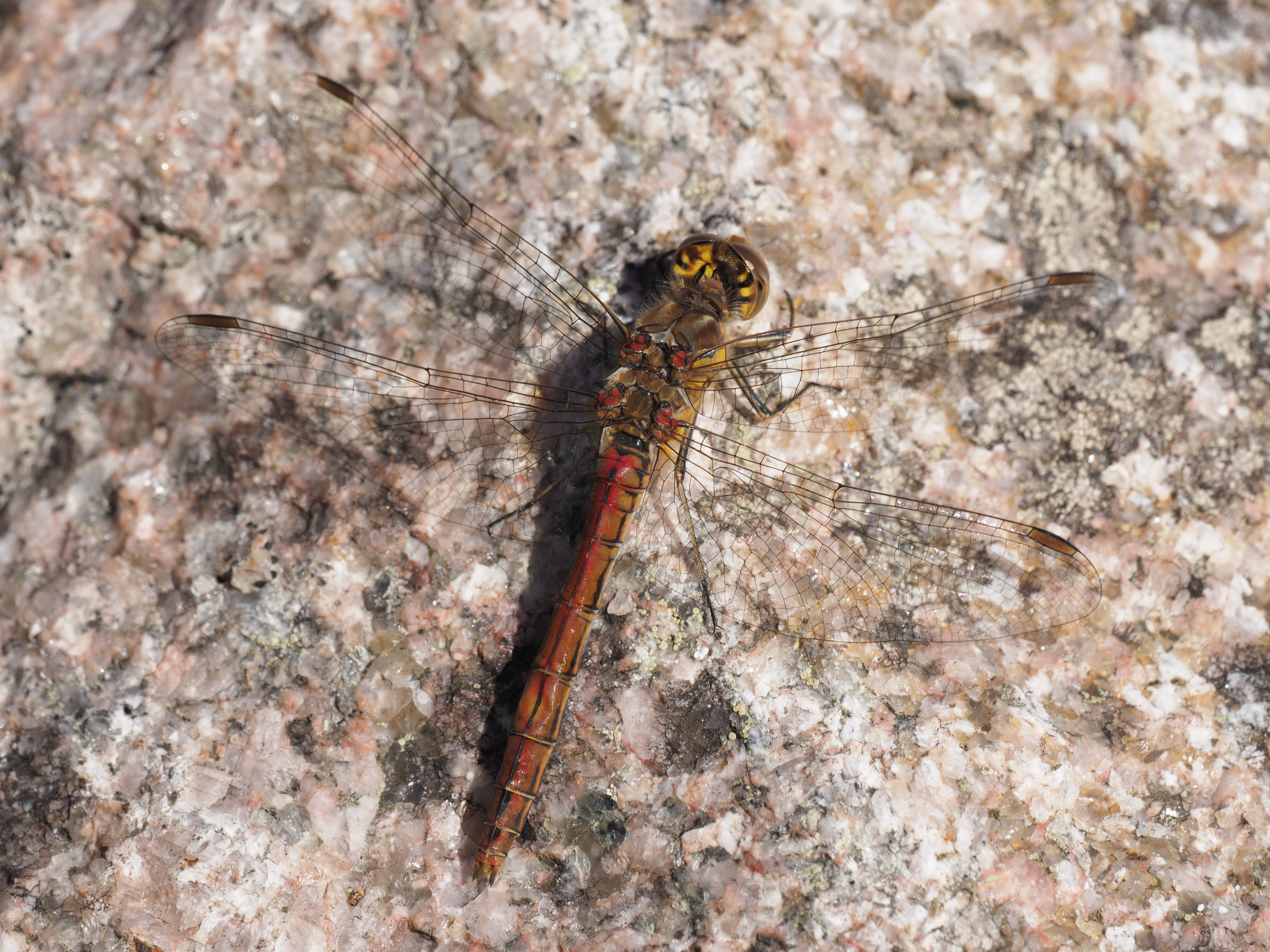 Image from Sympetrum vulgatum album