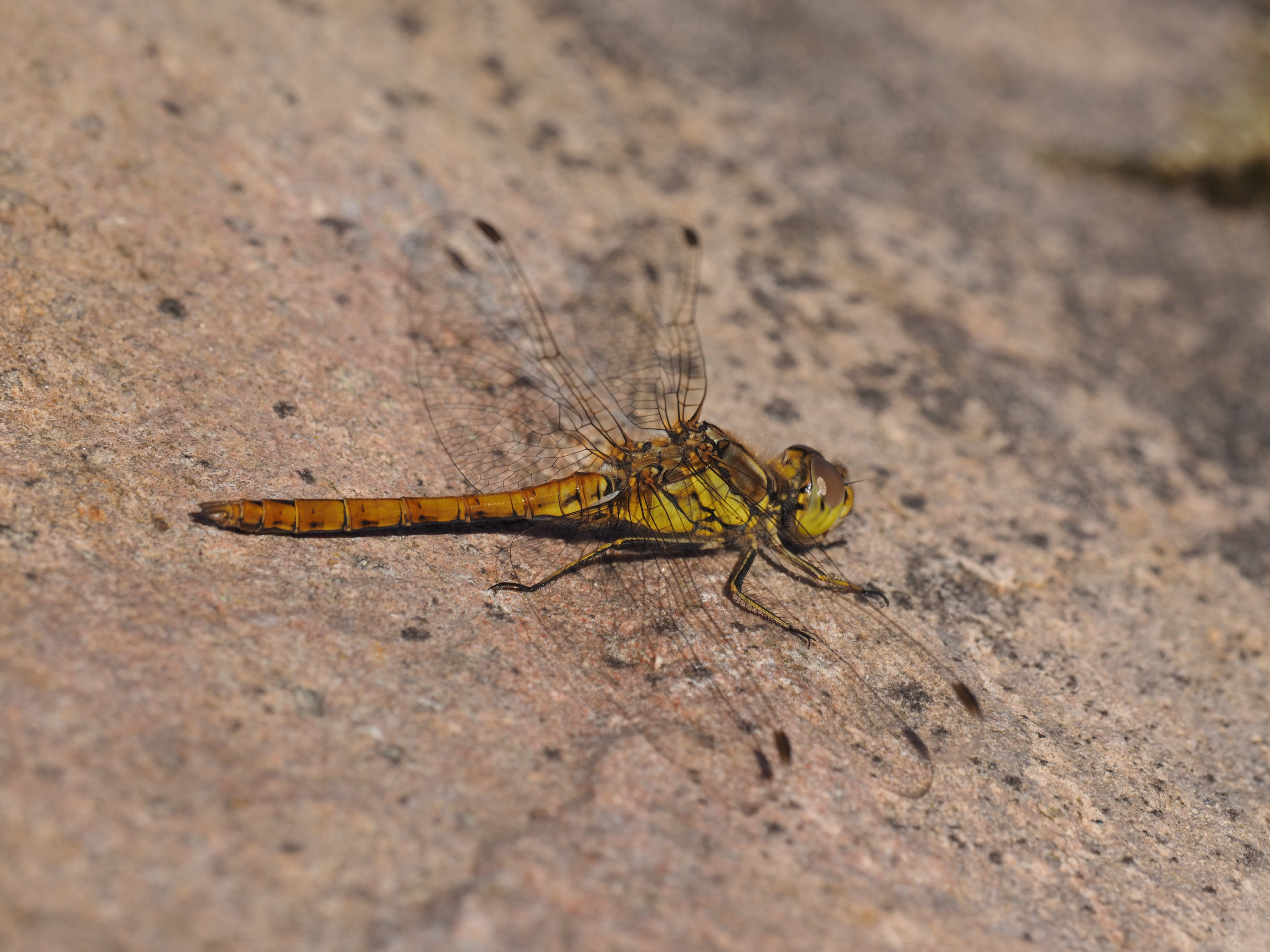 Image from Sympetrum vulgatum album