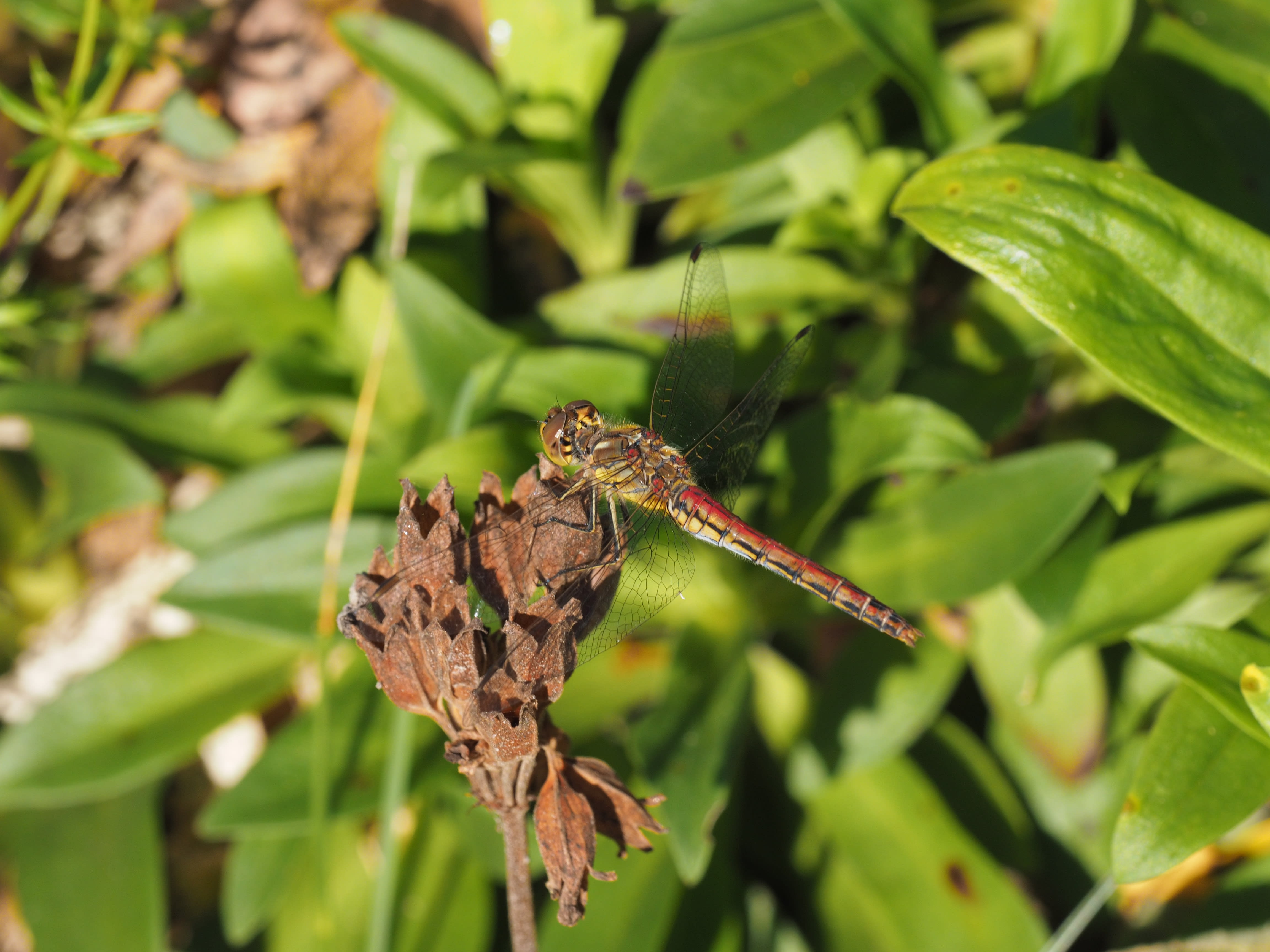 Image from Sympetrum vulgatum album