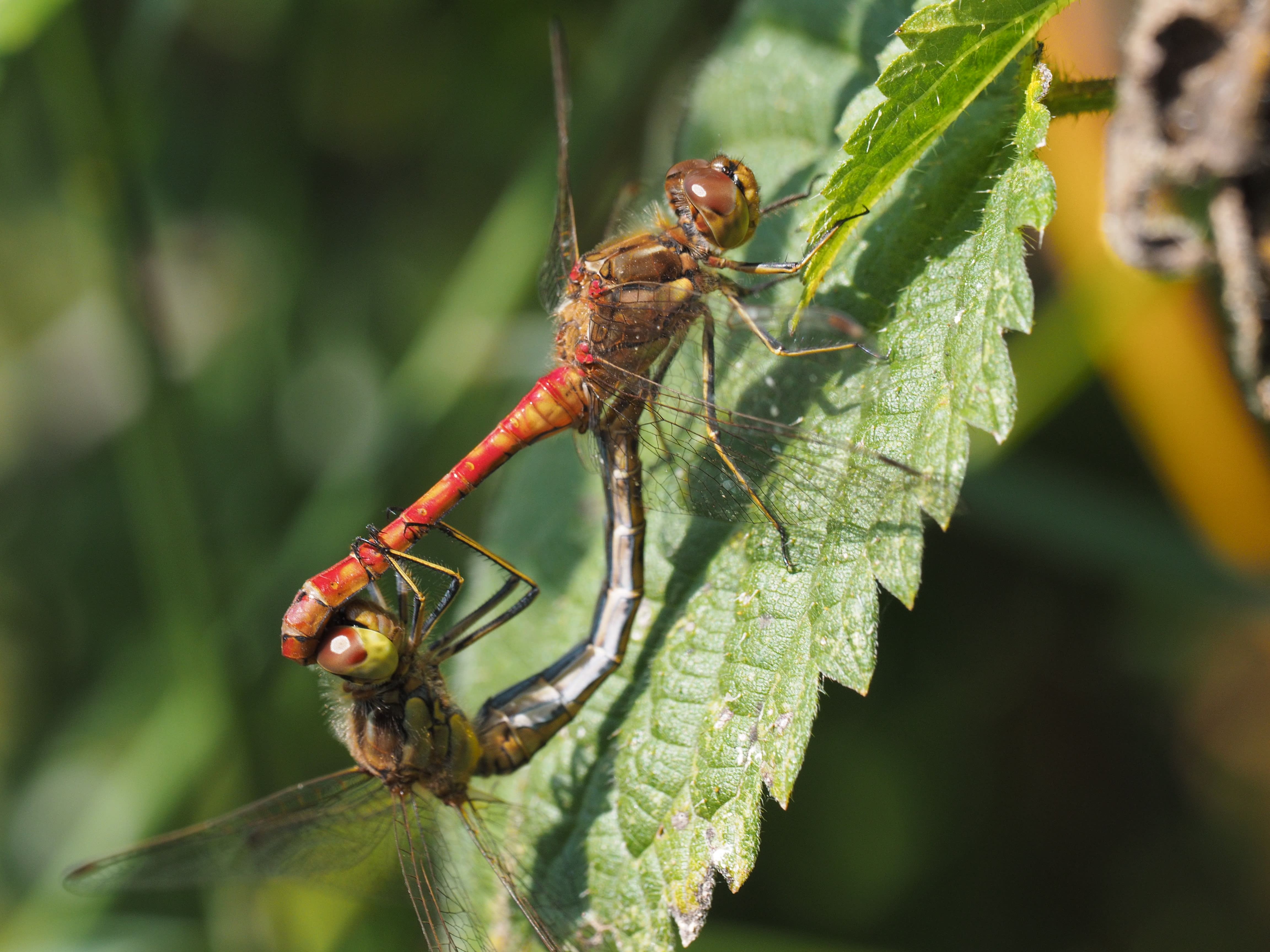 Image from Sympetrum vulgatum album