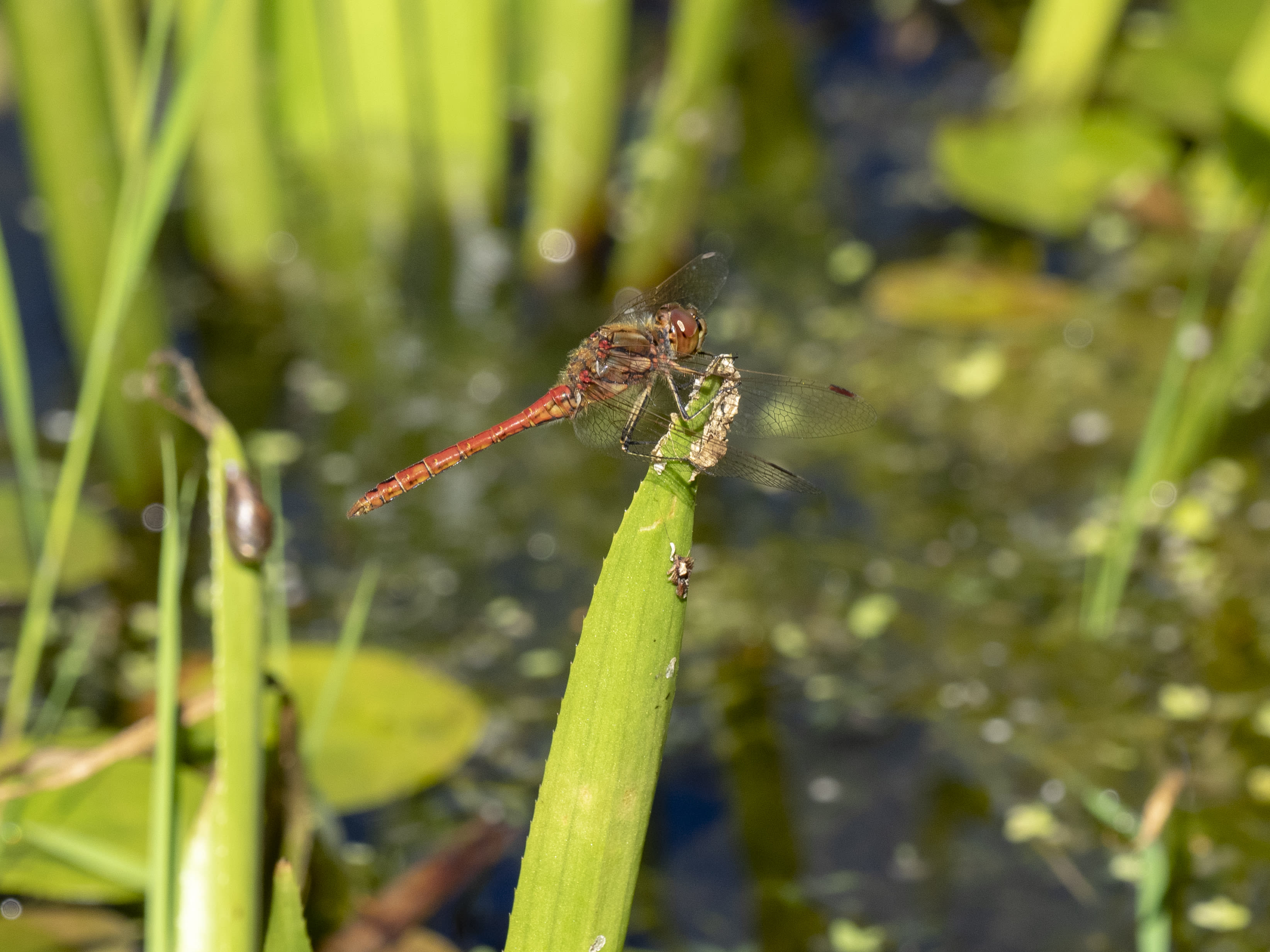 Image from Sympetrum vulgatum album
