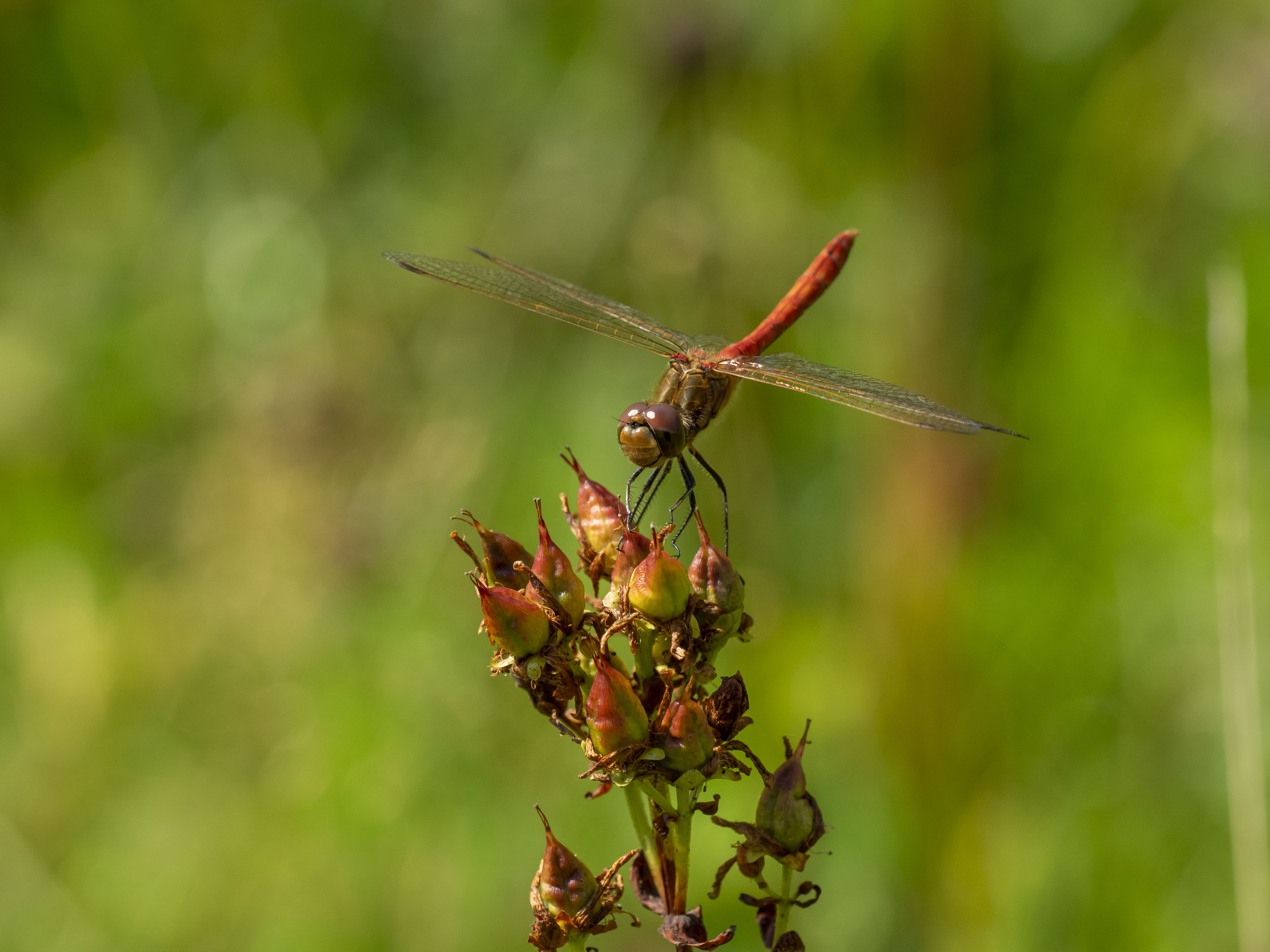 Image from Sympetrum vulgatum album