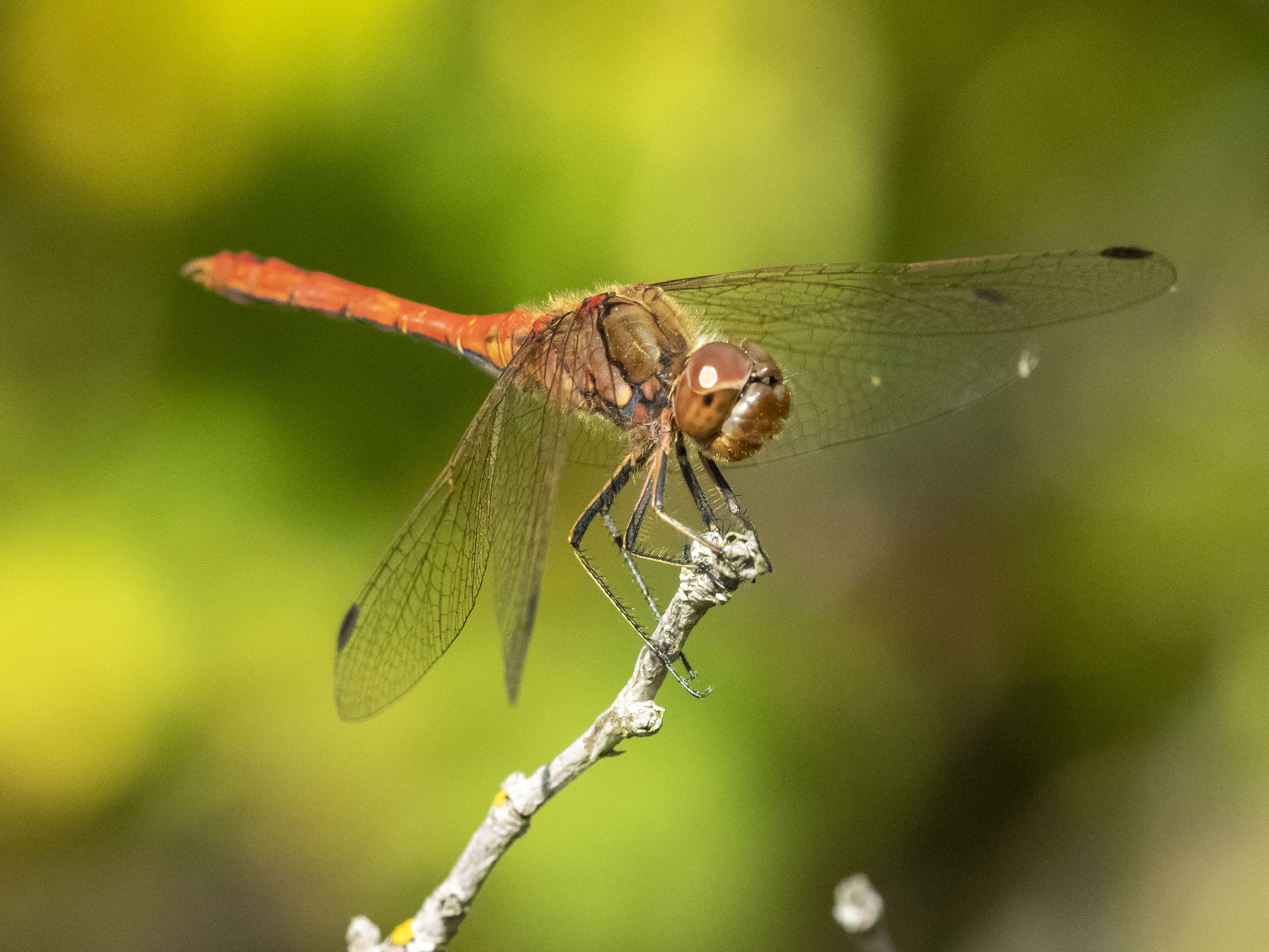 Image from Sympetrum vulgatum album