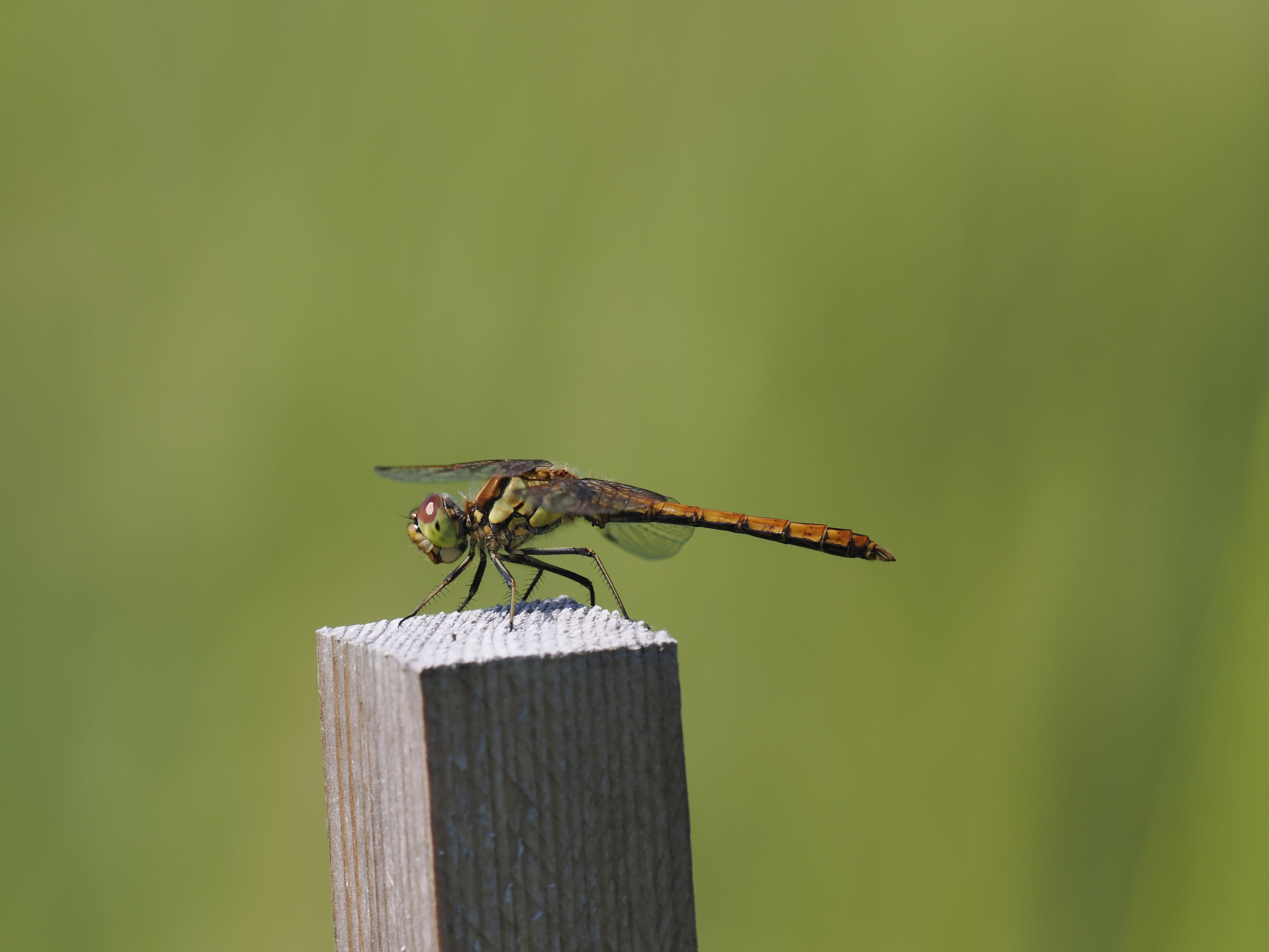 Image from Sympetrum vulgatum album