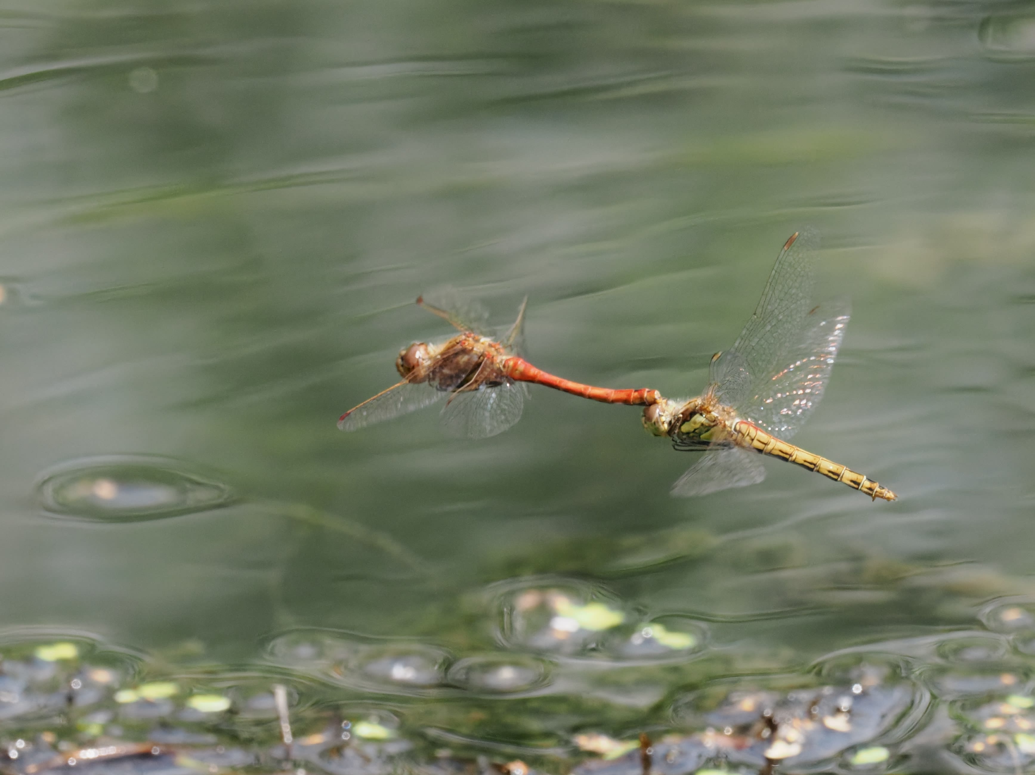 Image from Sympetrum vulgatum album