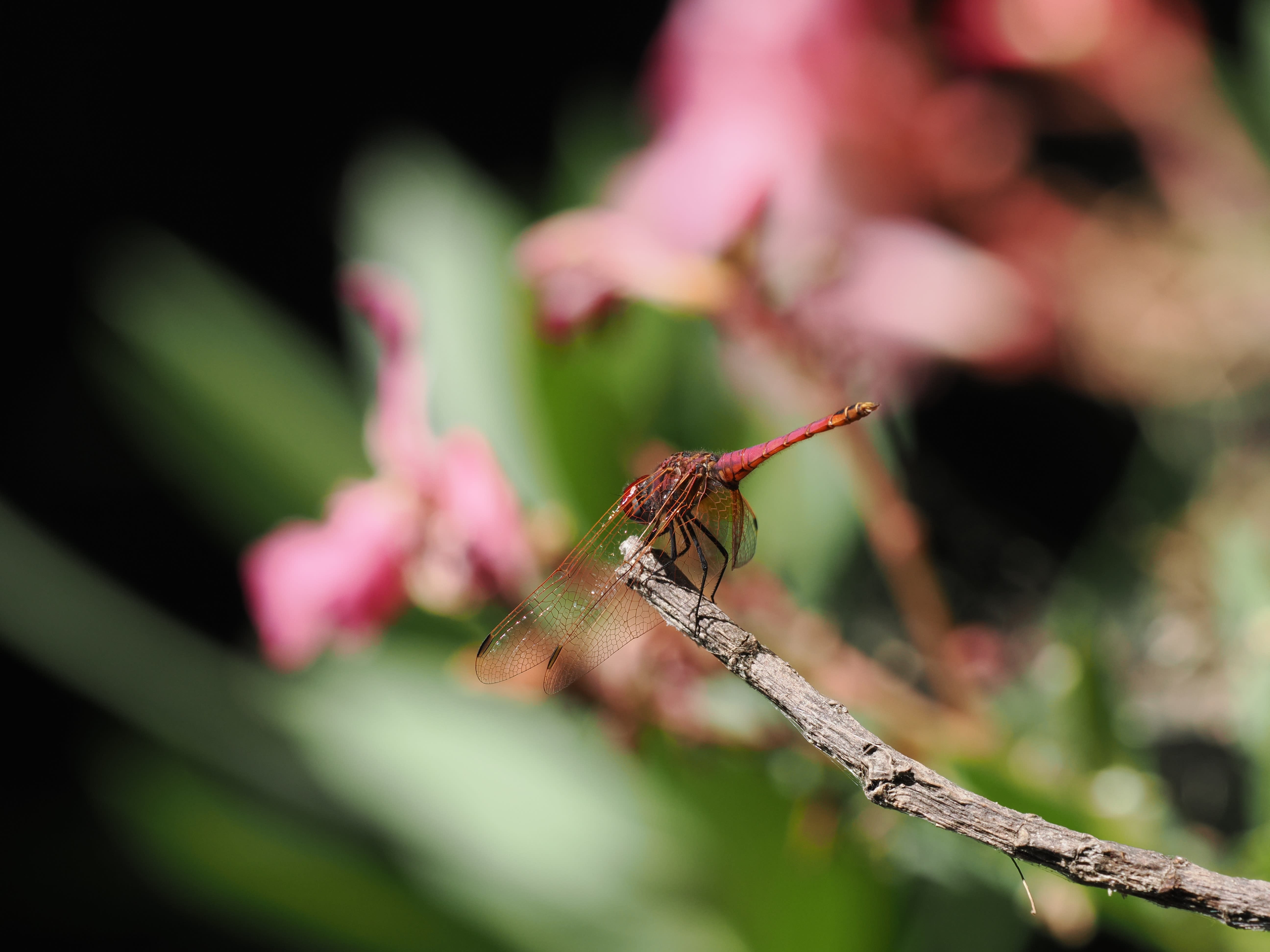 Image from Trithemis annulata album