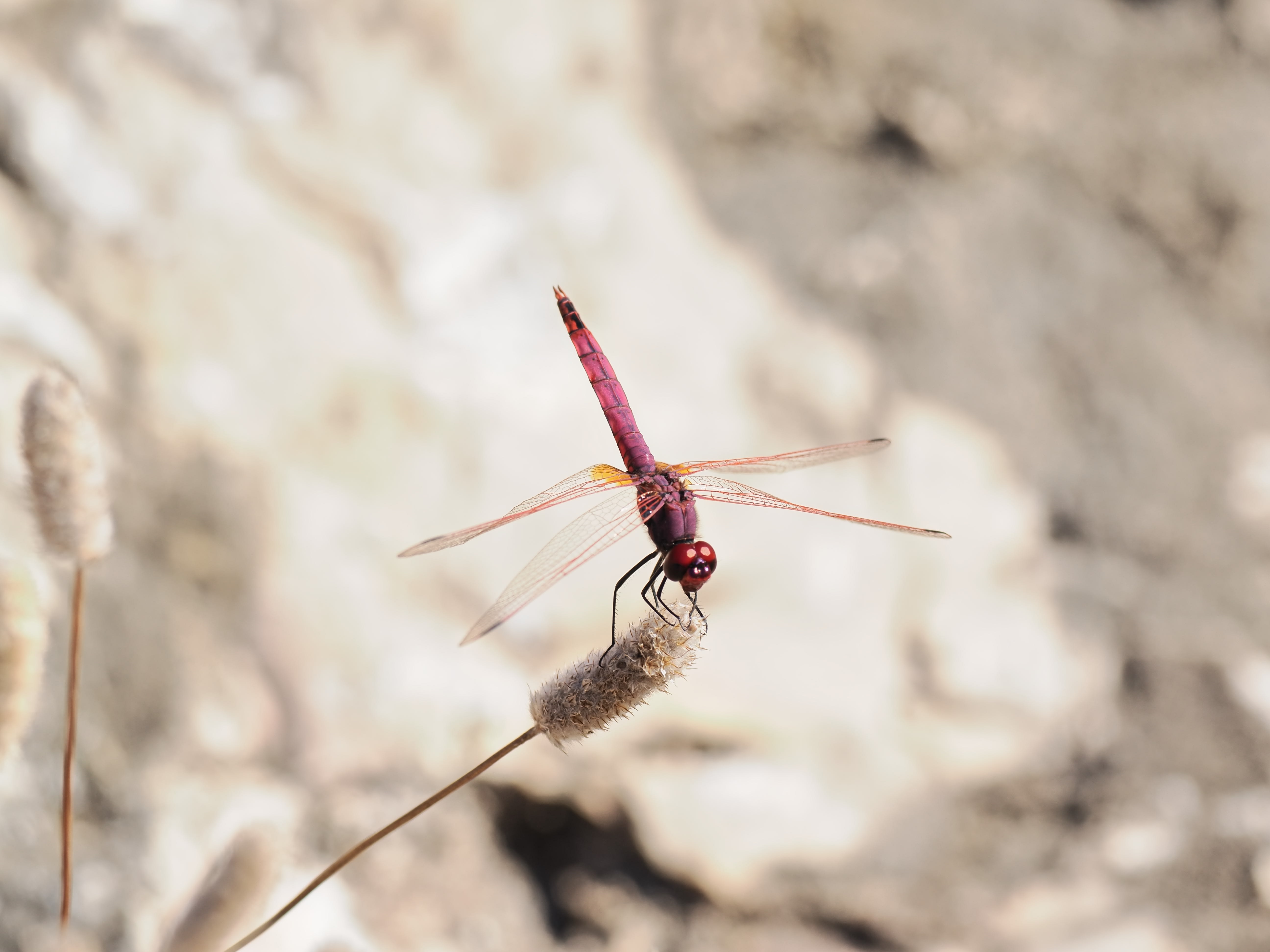 Image from Trithemis annulata album