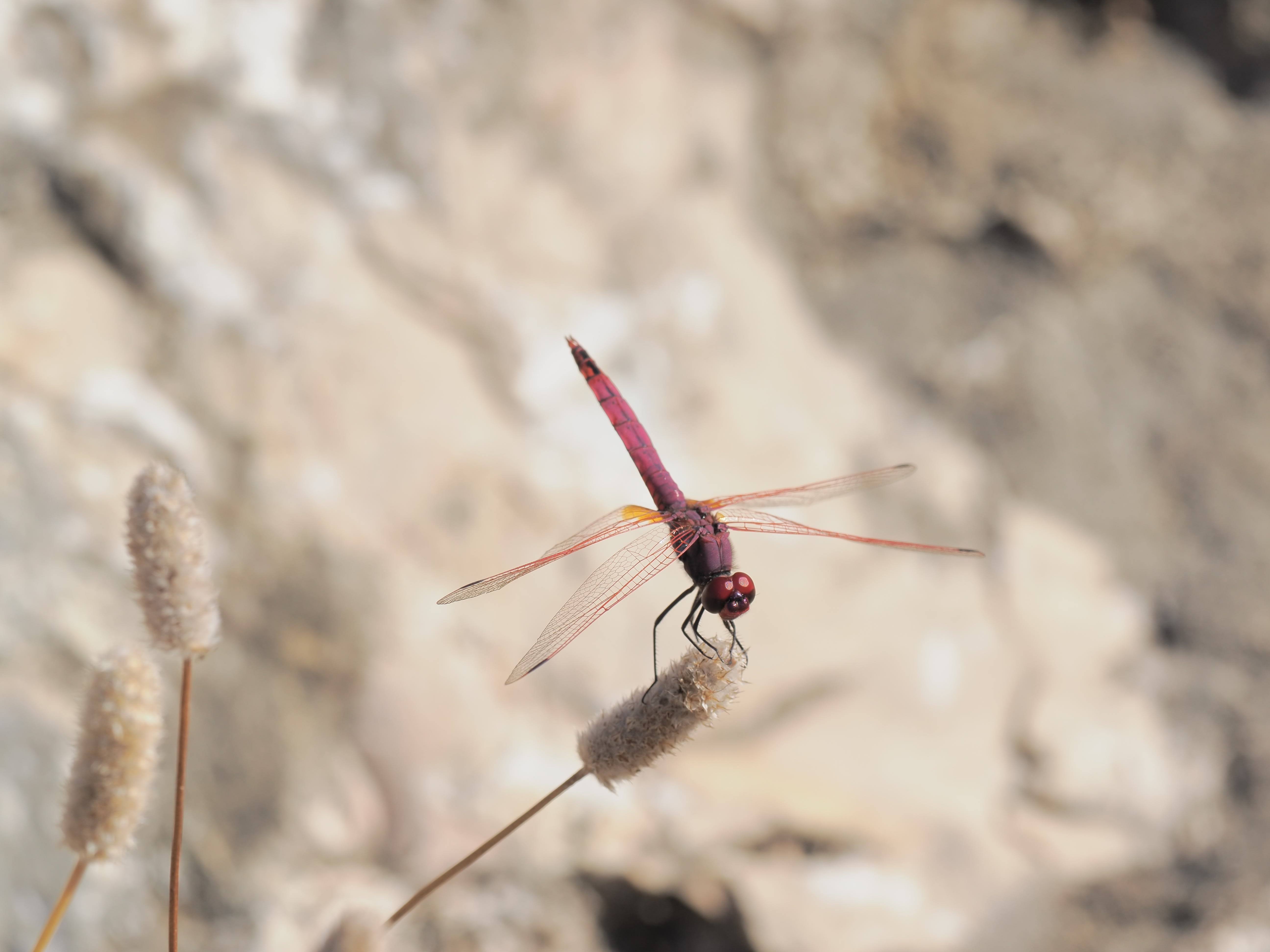 Image from Trithemis annulata album