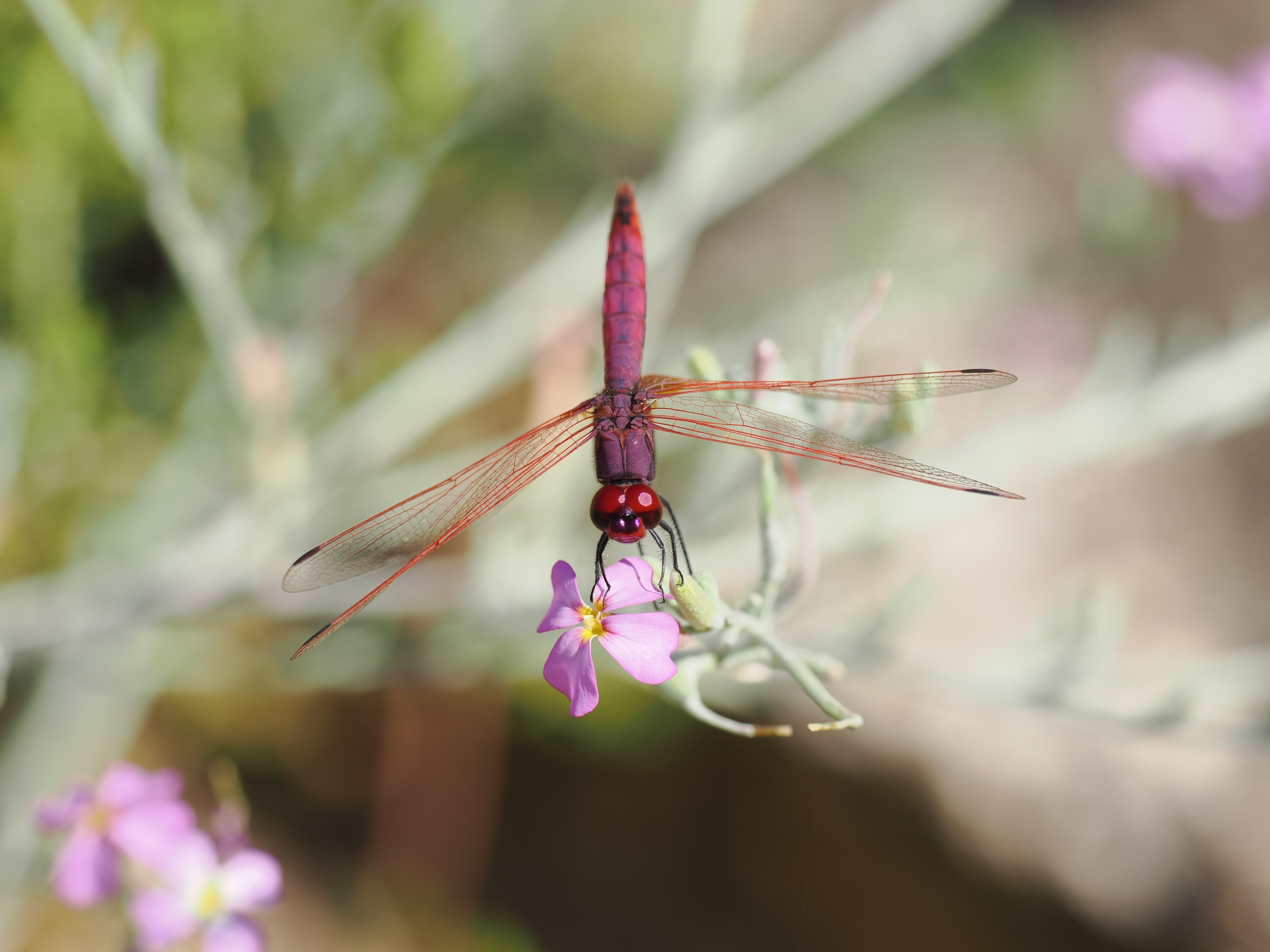 Image from Trithemis annulata album