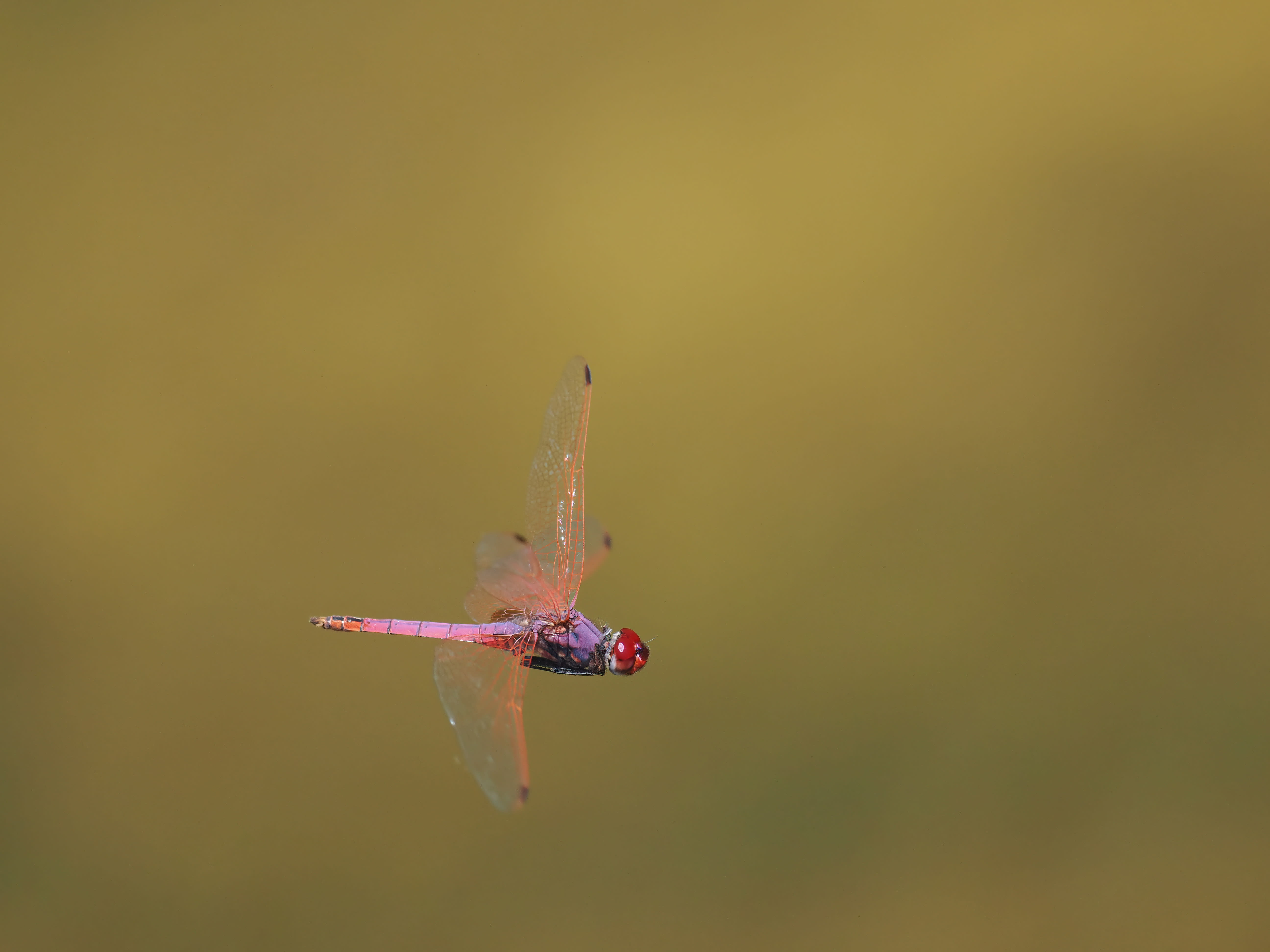 Image from Trithemis annulata album