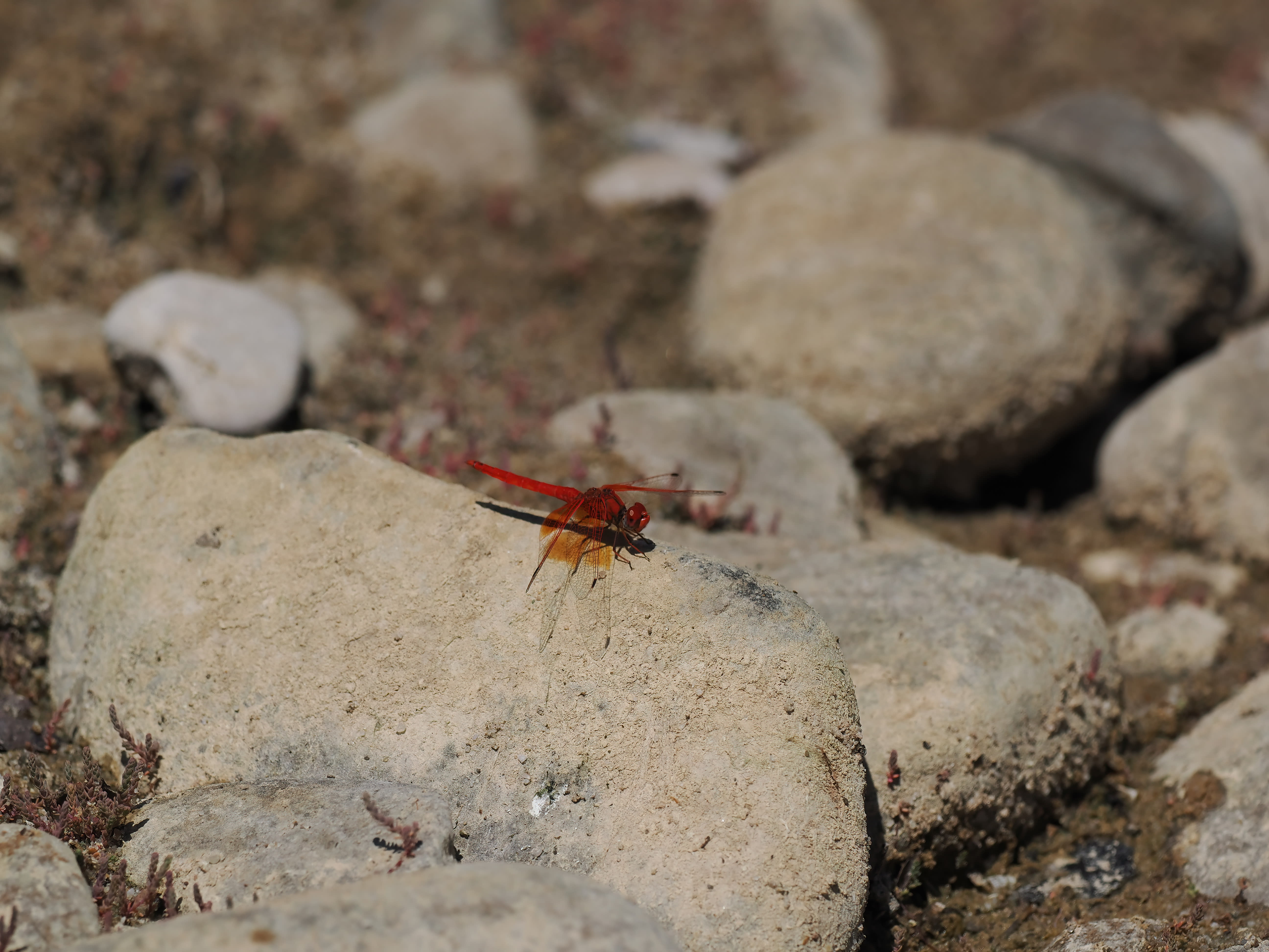 Image from Trithemis kirbyi album