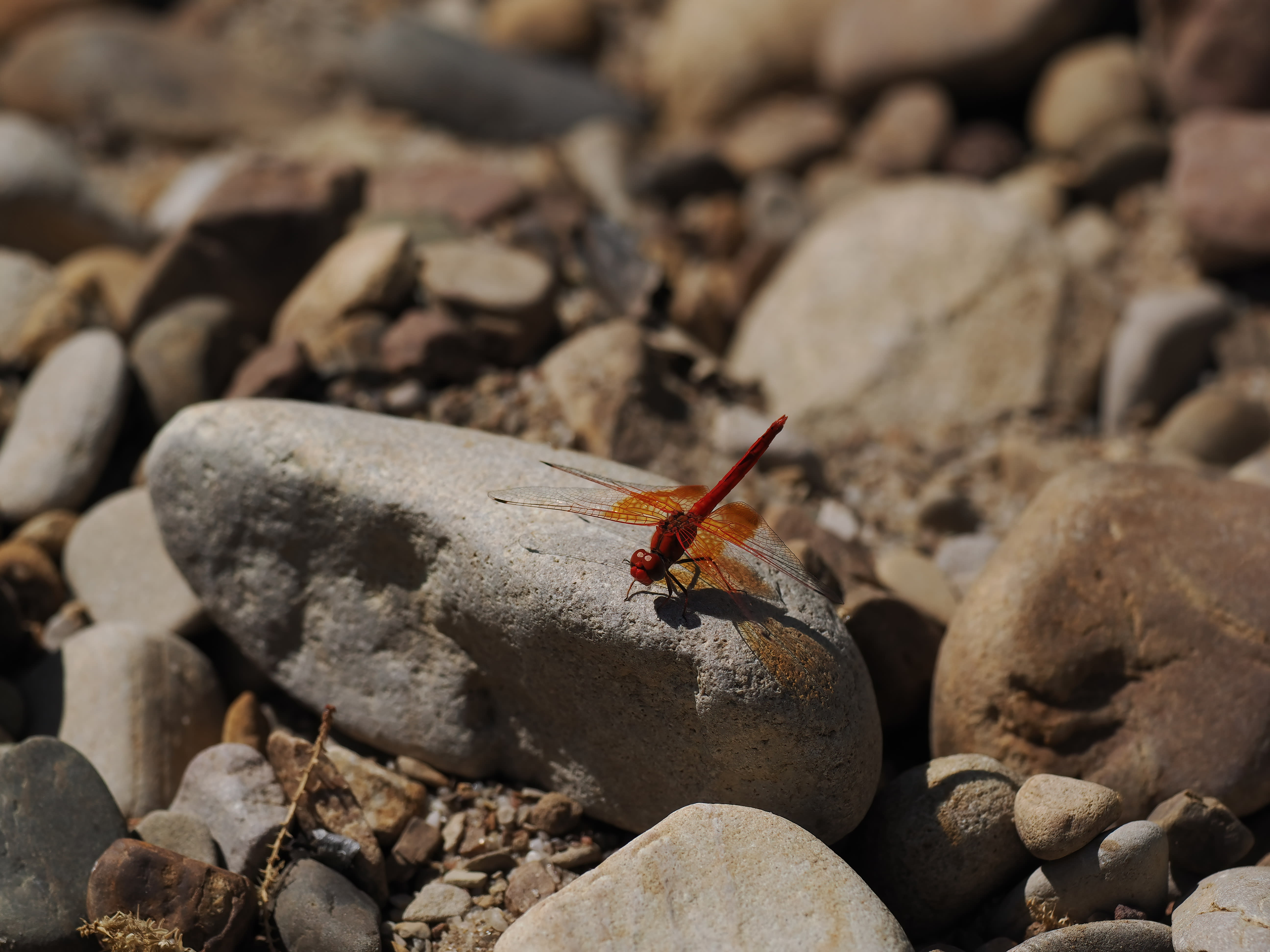 Image from Trithemis kirbyi album