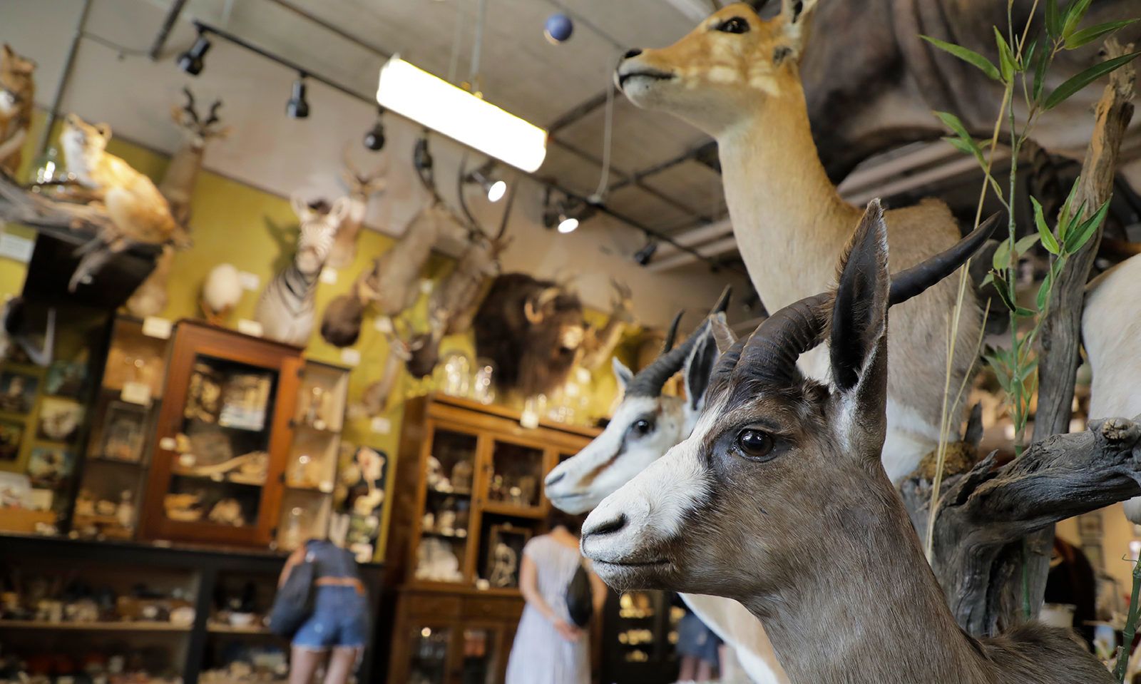 Paxton Gate on North Mississippi Avenue offers a plethora of taxidermy, preserved oddities and unique gifts.