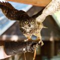 Haz un nuevo amigo emplumado en el centro de cuidado de la vida silvestre de la Sociedad Audubon.