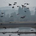 水鳥はTualatin川国立野生生物保護区で飛行を取る