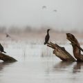 păsări de apă la Oaks Bottom Wildlife Refuge