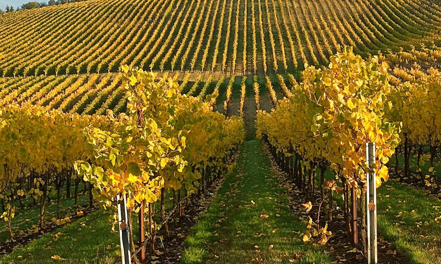 Tualatin Valley Vineyards and Farms The Official Guide to Portland