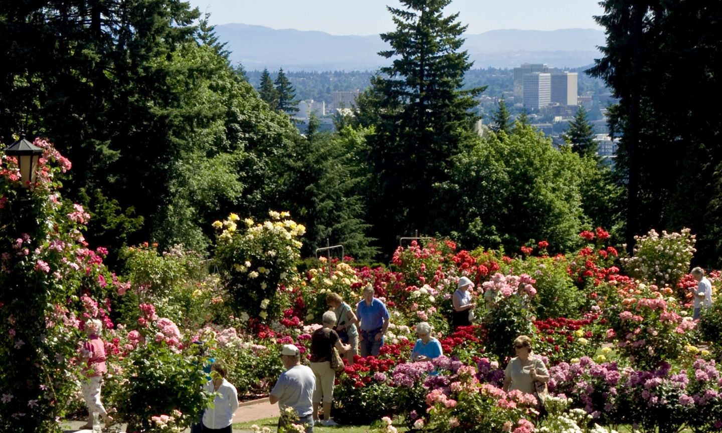 Portland International Rose Test Garden The Official Guide To