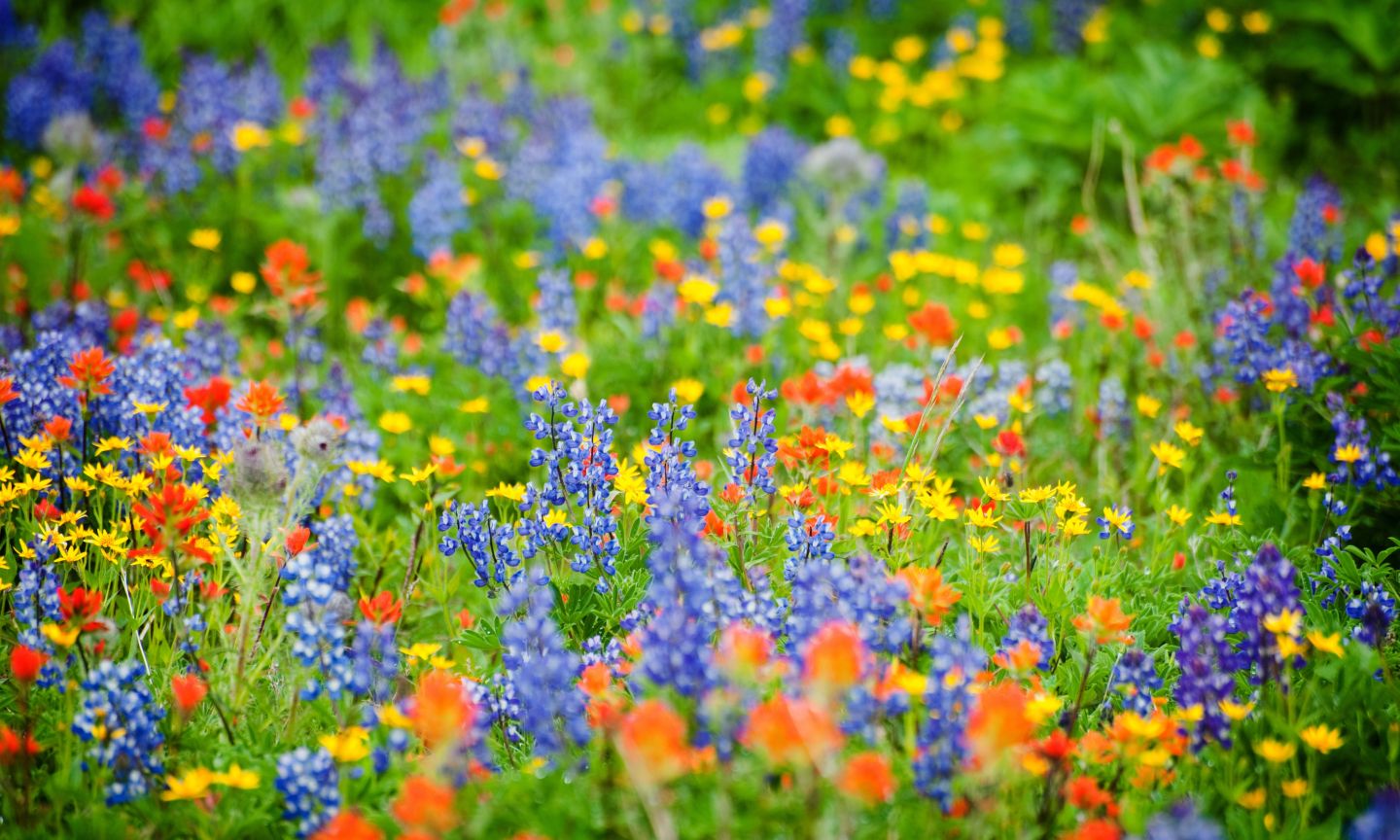 Wildflower Viewing in Greater Portland The Official Guide to Portland