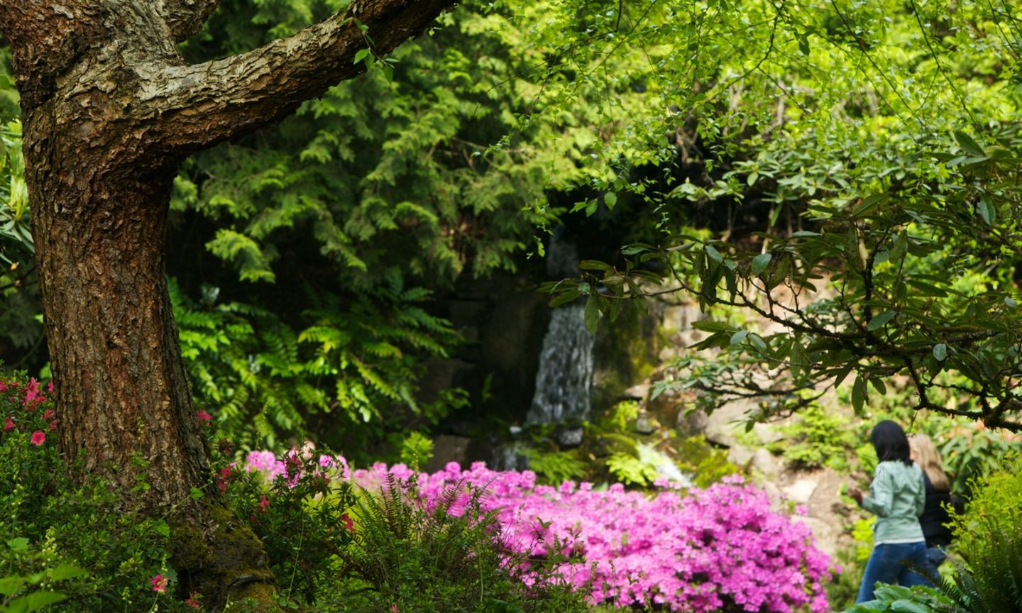 Crystal Springs Rhododendron Garden The Official Guide To Portland