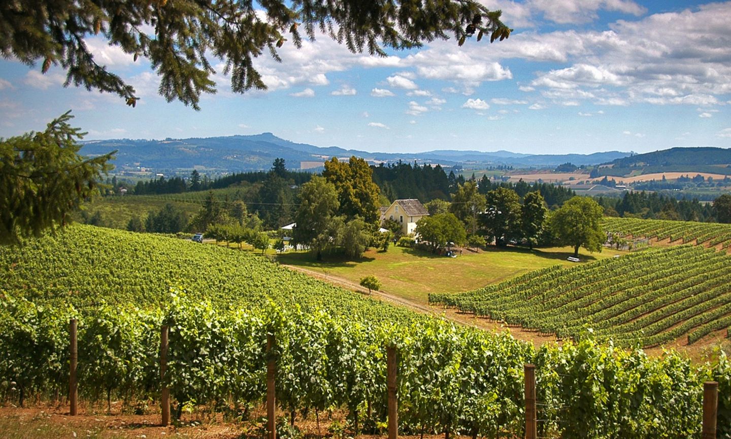 North Willamette Valley Winery Tour The Official Guide To Portland