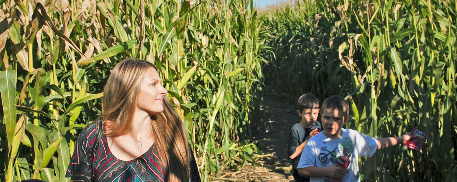 Suavie Island Corn Maize A woman and three children find their way through the tall corn at the Corn Maize at The Pumpkin Patch on Sauvie Island.