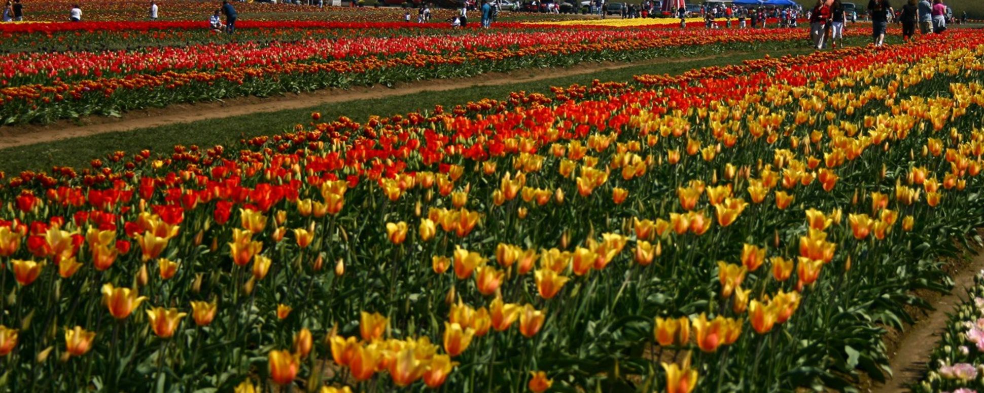 Wooden Shoe Tulip Festival Wooden Shoe Tulip Festival