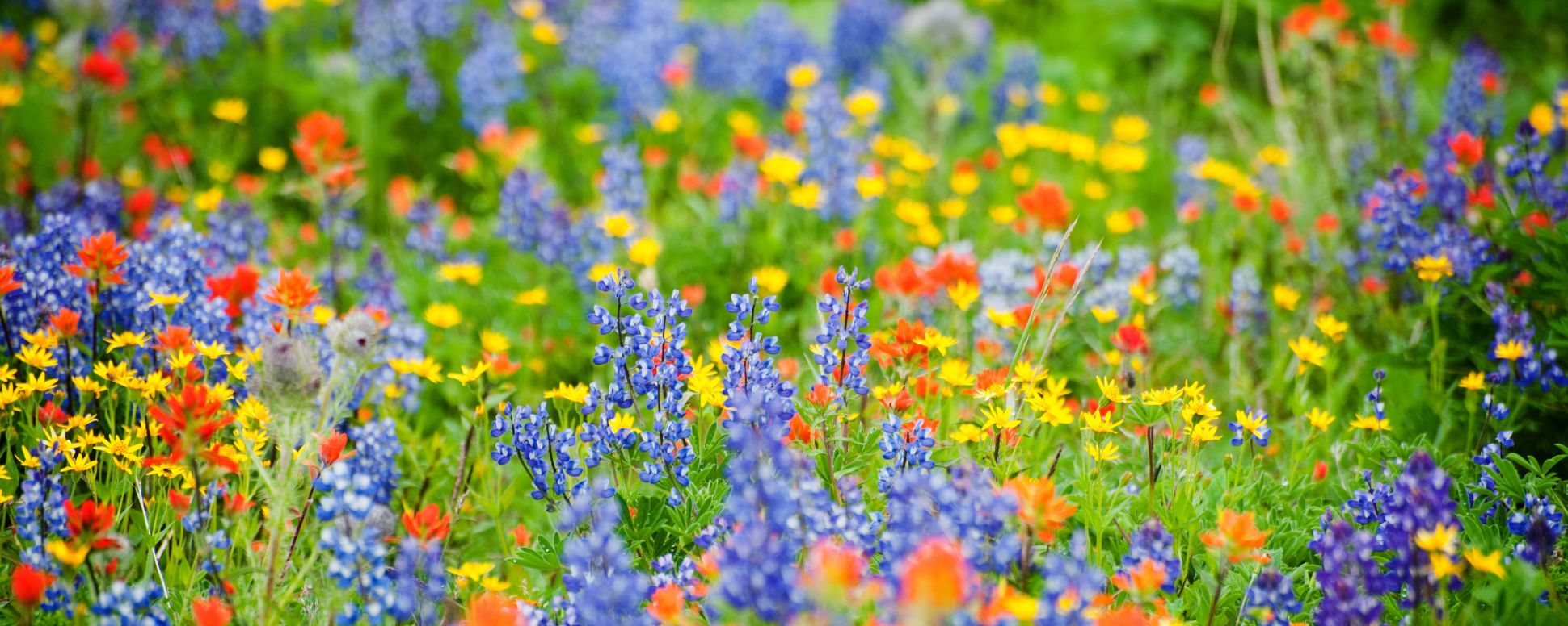 Wildflower Viewing Wildflower Viewing