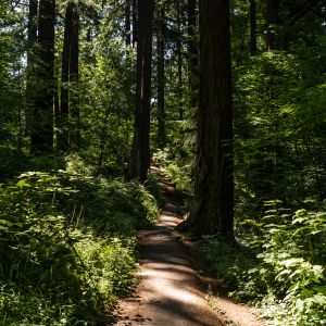 Southeast Portland\'s Mt. Tabor Park is a great spot for outdoor activities.