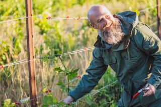 A bearded man smiles as he checks on a grape vine