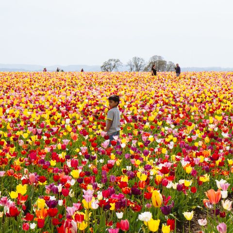 Wander through fields of blooms at Wooden Shoe Tulip Farm, located about an hour south of Portland.