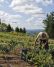 A farmer tending crops on a Skyline Farm in Northwest Portland