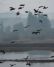 Waterfowl take flight at the Tualatin River National Wildlife Refuge