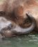 子ゾウのリリーと母ゾウのローズツー