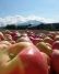 Visitors to Oregon\'s Fruit Loop can pick apples straight from the branch.