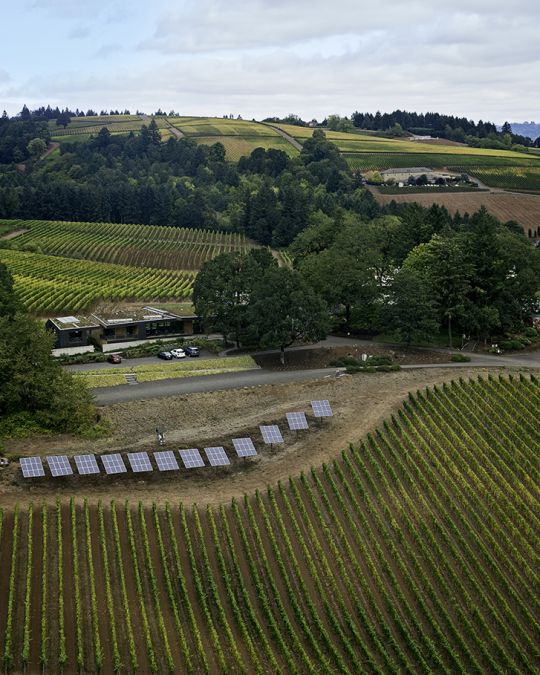 Willamette Valley wine country is a popular destination for private tours.