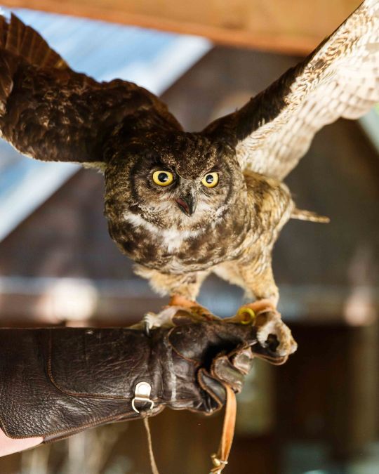 Make a new feathered friend at the Audubon Society\'s wildlife care center.