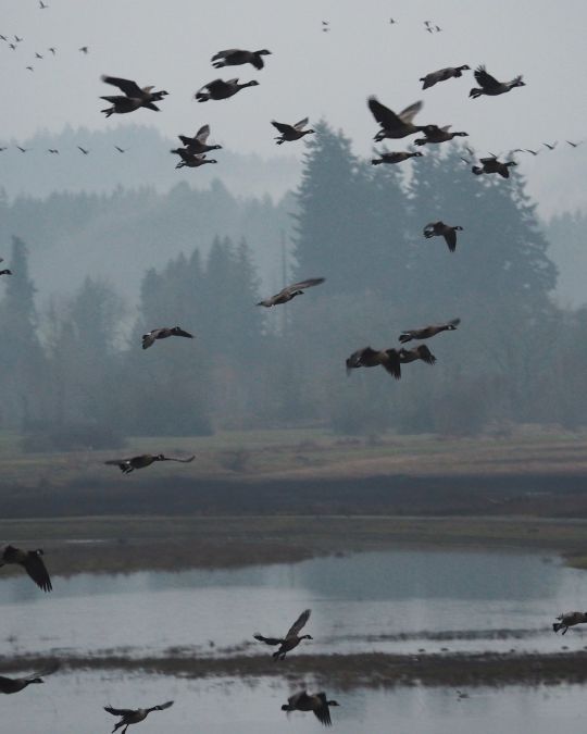 Waterfowl take flight at the Tualatin River National Wildlife Refuge