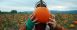 Pick your very own perfect pumpkin on Portland\'s Sauvie Island.