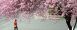 Spring brings beautiful cherry blossoms to downtown Waterfront Park.