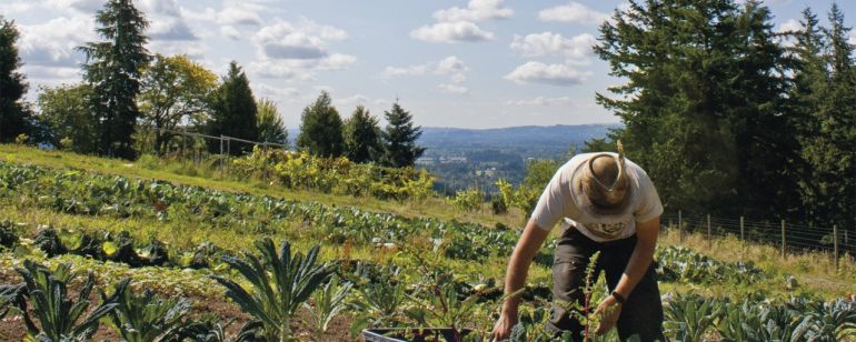 A farmer tending crops on a Skyline Farm in Northwest Portland