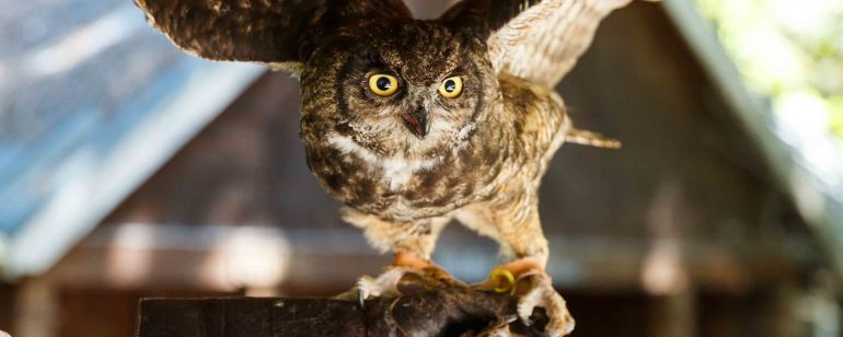 Make a new feathered friend at the Audubon Society\'s wildlife care center.