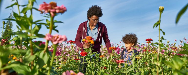 Pick your own wildflowers on Sauvie Island, located just northwest of Portland.