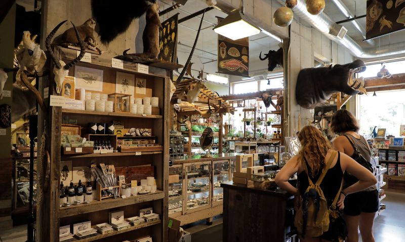 Paxton Gate on North Mississippi Avenue offers a plethora of taxidermy, preserved oddities and unique gifts.