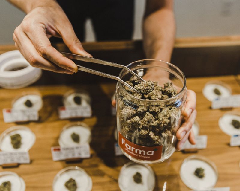 a budtender at Farma showing some cannabis