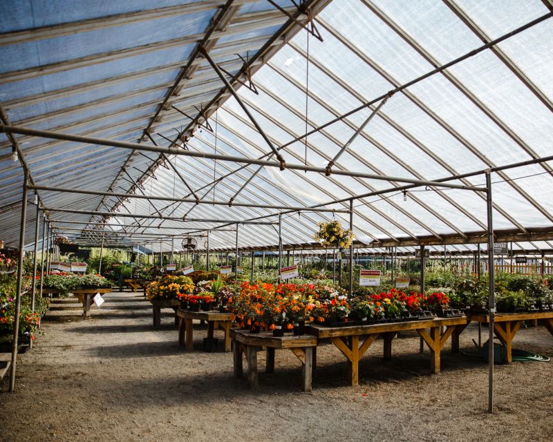 rows of potted flowers on tables in a greenhouse