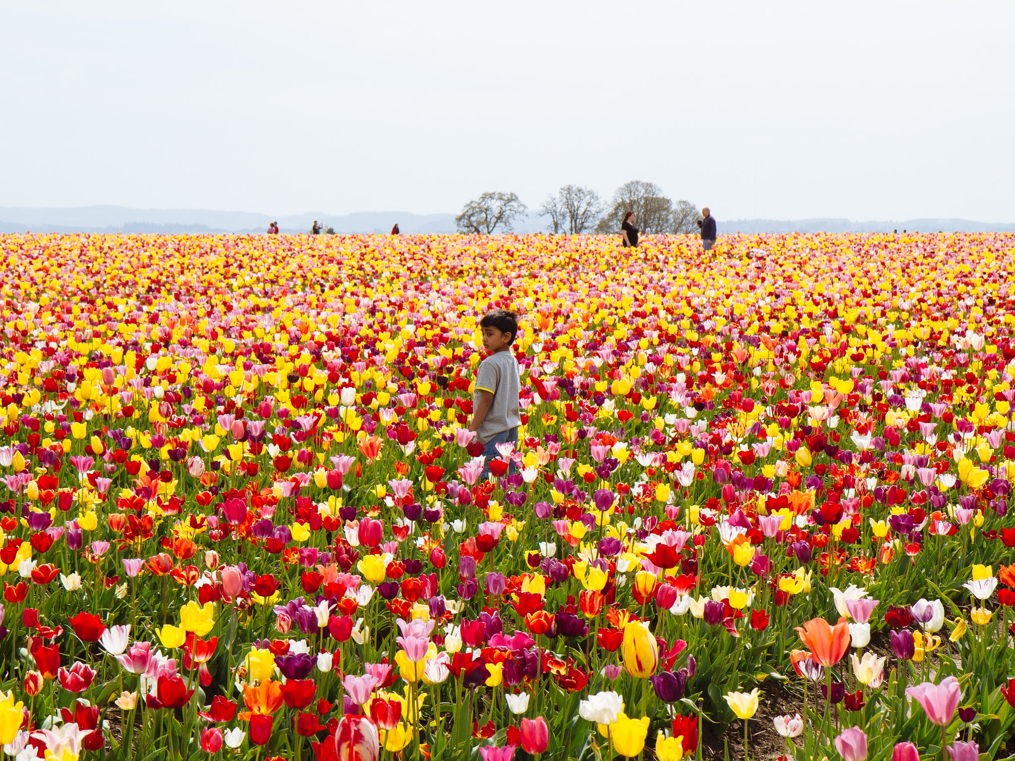 フラワー・ガーデニング shooooo Wooden Shoe Tulip Festival | The Official Guide to Portland