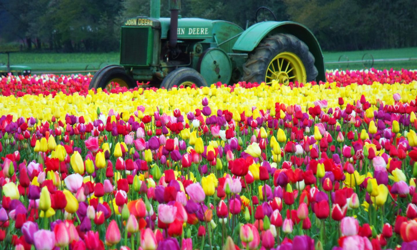 Wooden Shoe Tulip Festival  The Official Guide to Portland