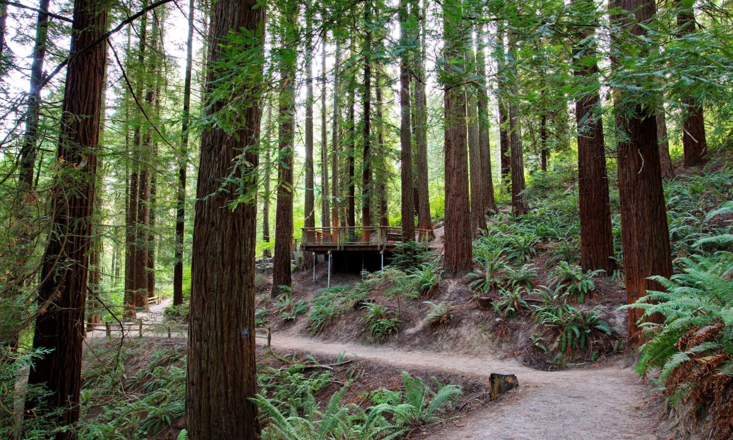 Hoyt Arboretum Portland’s Museum of Trees The Official Guide to Portland